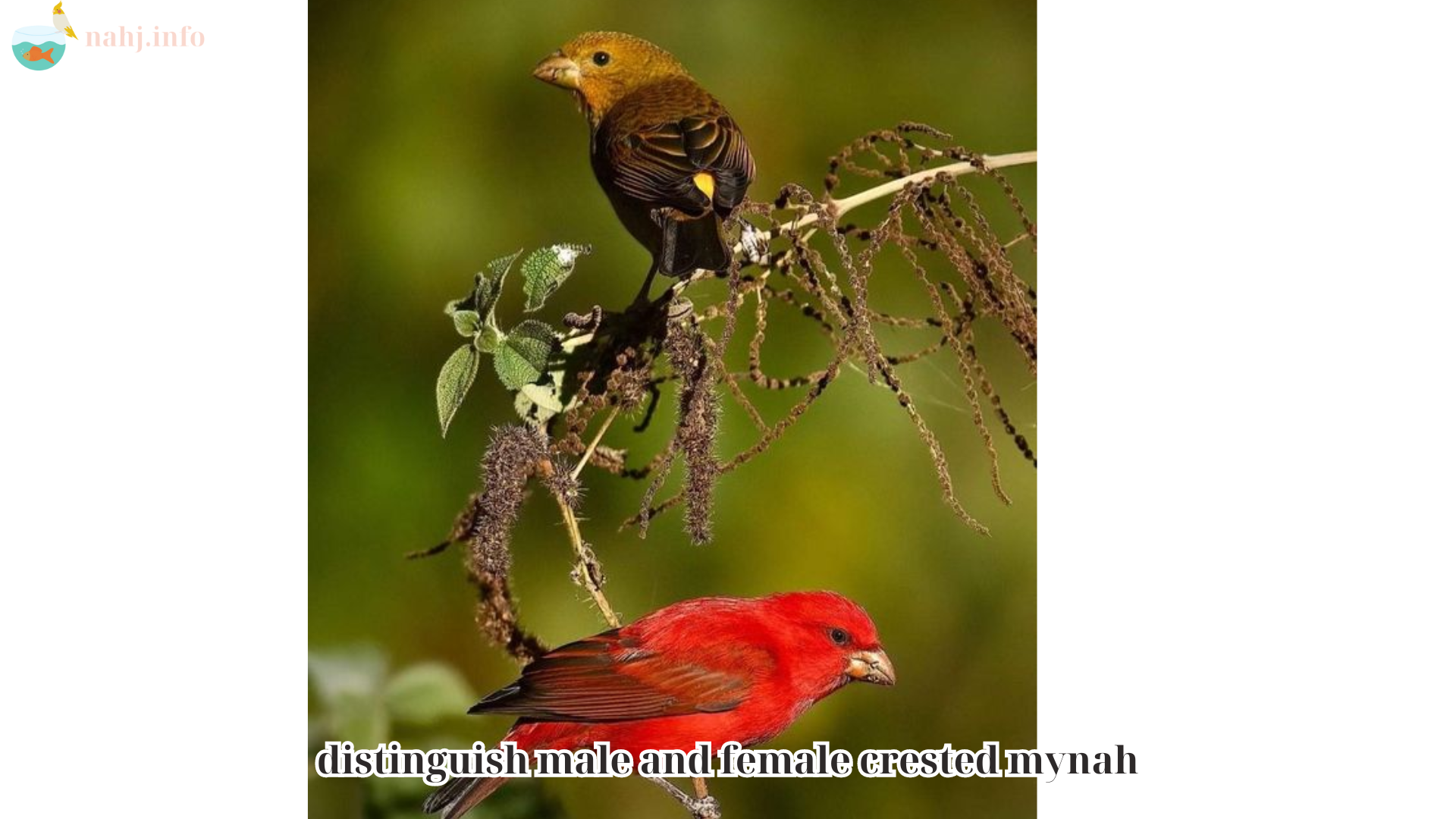 distinguish male and female crested mynah (1)