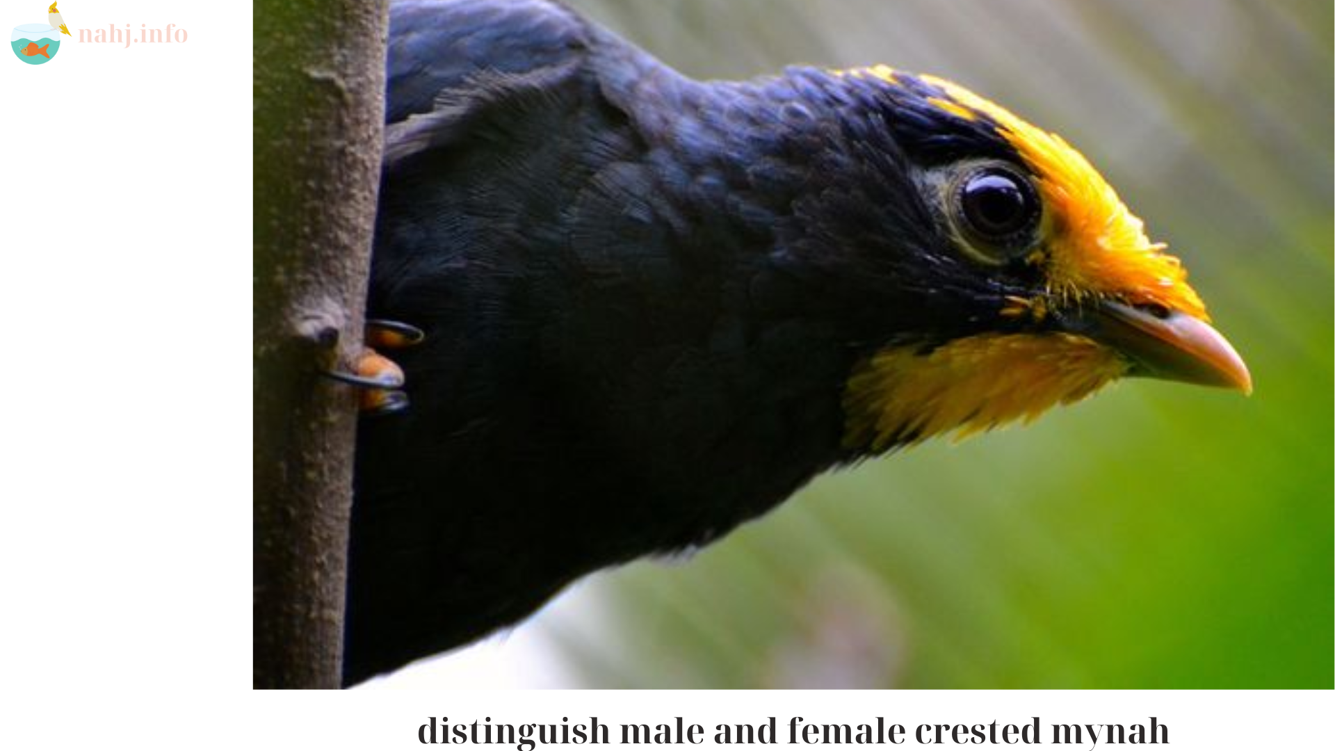 distinguish male and female crested mynah (1)