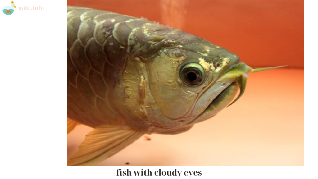 fish with cloudy eyes (1)