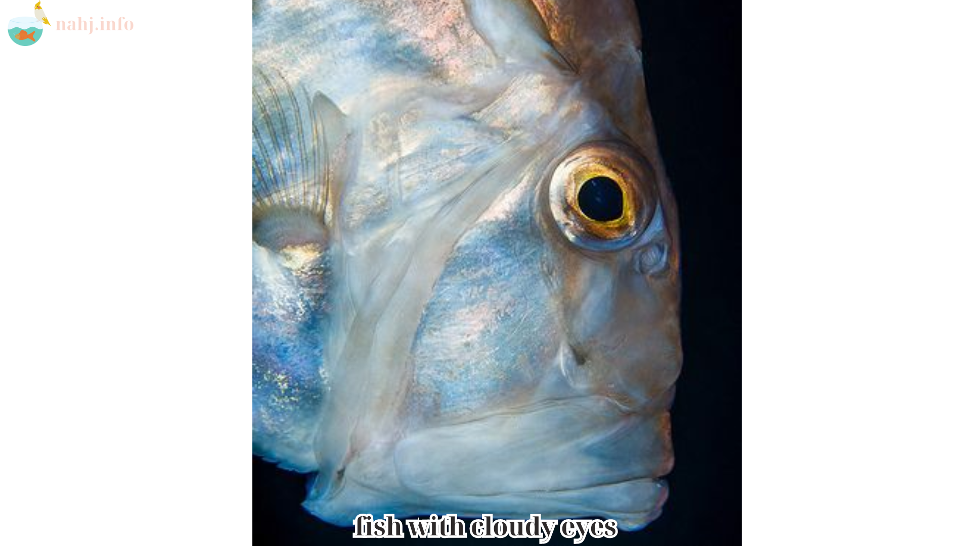 fish with cloudy eyes