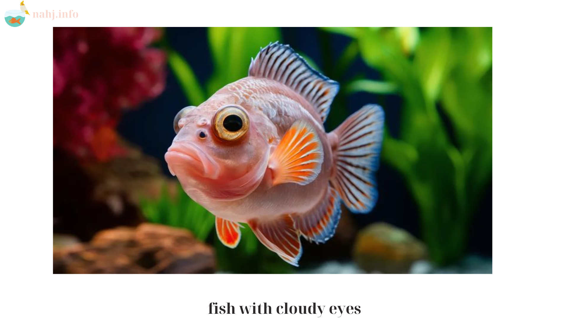 fish with cloudy eyes