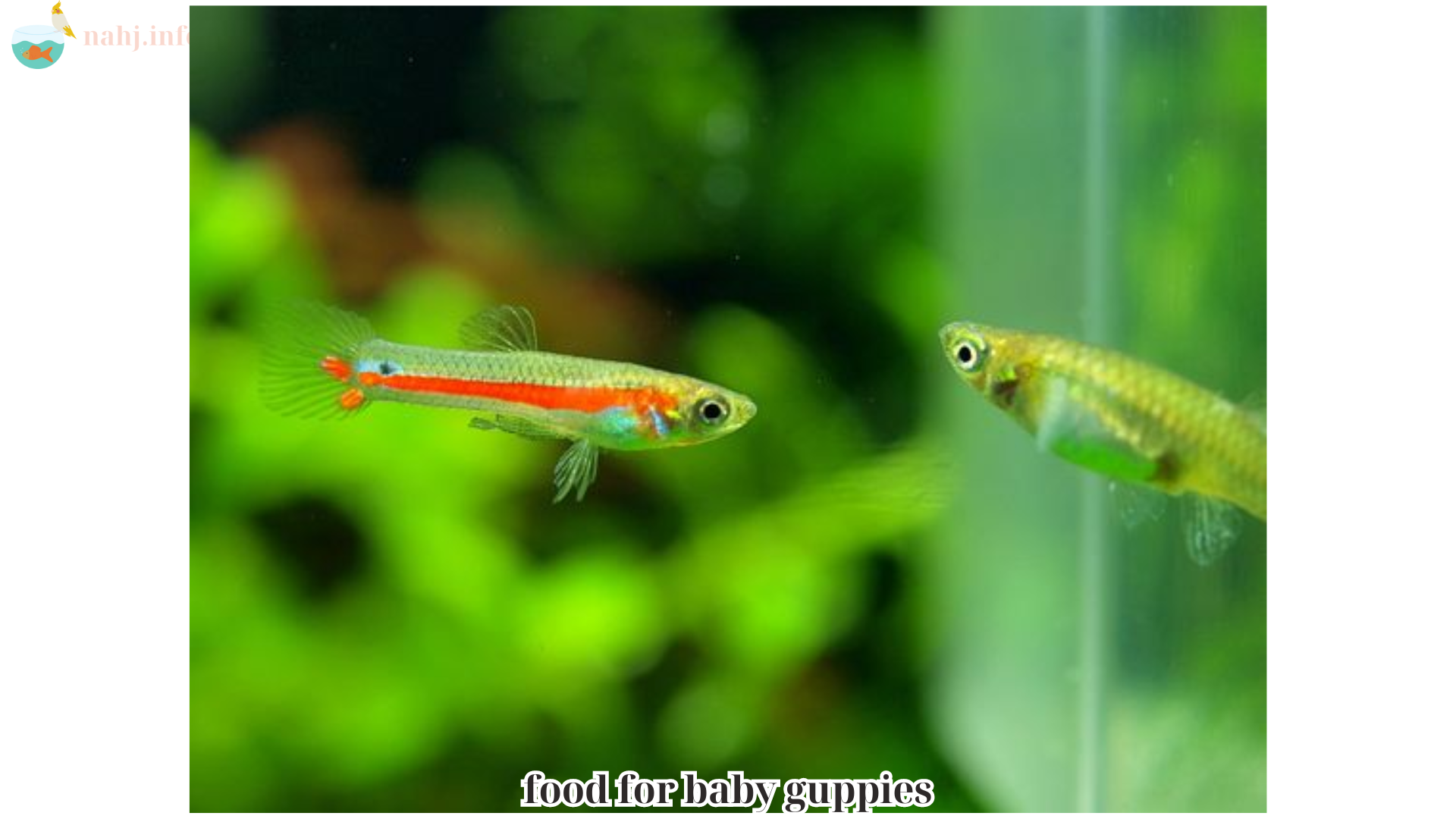 food for baby guppies