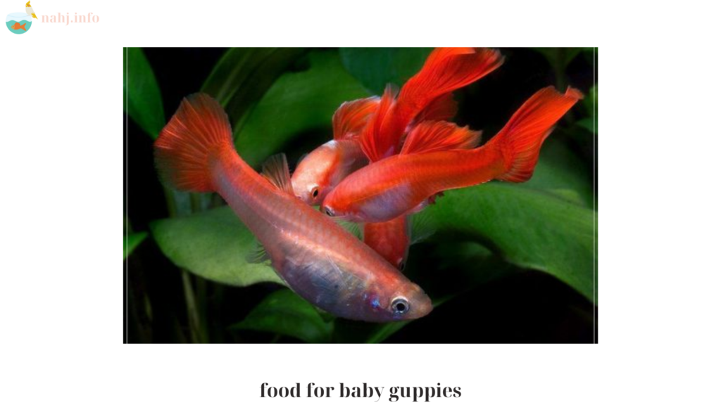 food for baby guppies